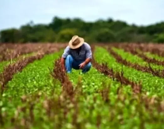 Laudo de aptidão agrícola e classificação de solos em Mato Grosso